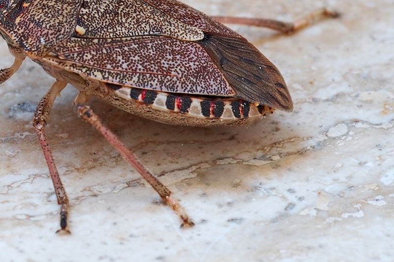 Halyomorpha da id:  Halyomorpha halys (Pentatomidae)